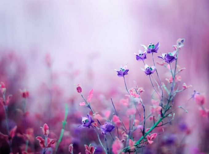 Wallpaper flowers, purple, 4k, Nature 6911316233
